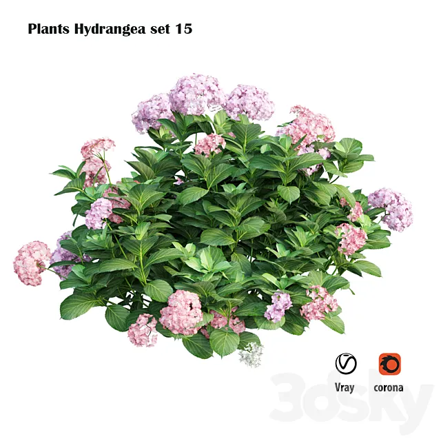 Plants Hydrangea set 15 3ds Max