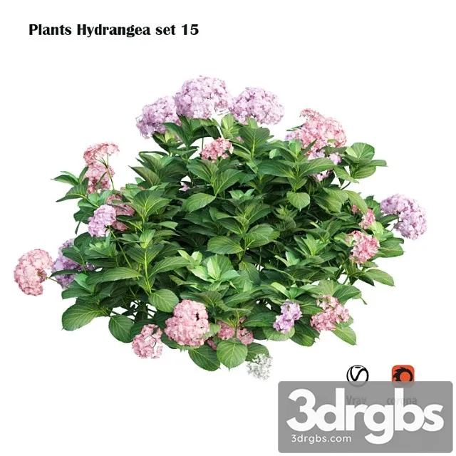 Plants hydrangea set 15