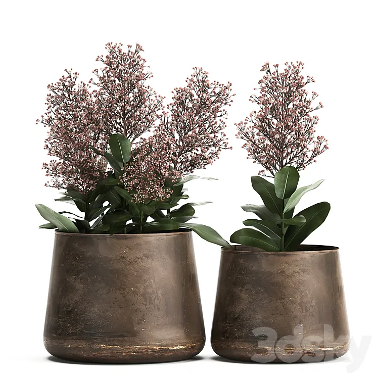 Plants in a metal rusty pot with flowers of Skimiya. 944. 3DS Max