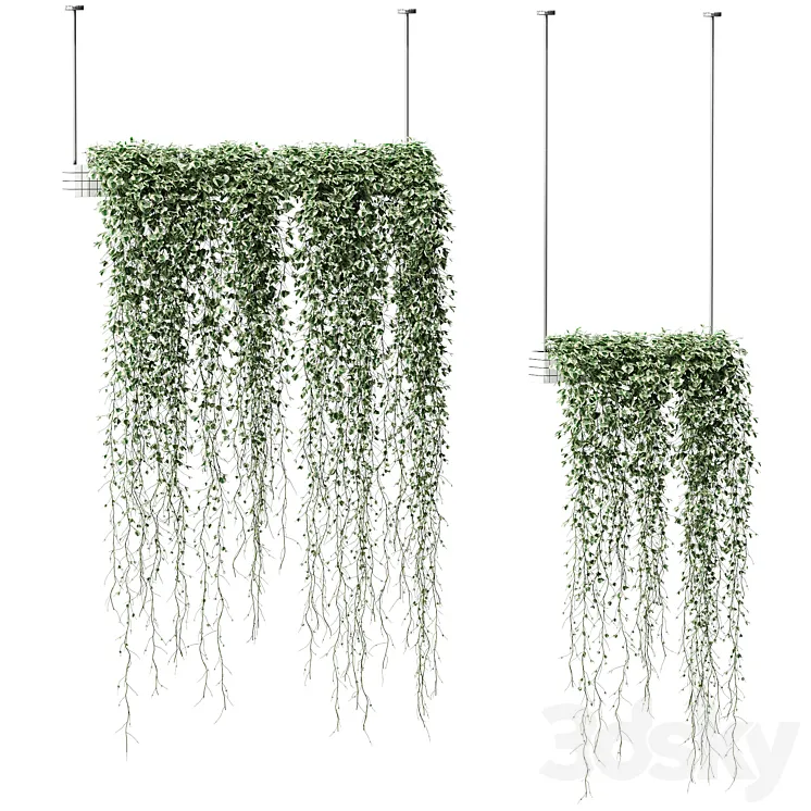 Plants in hanging pots. 2 models 3DS Max