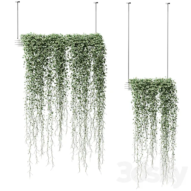 Plants in hanging pots. 2 models 3DSMax File