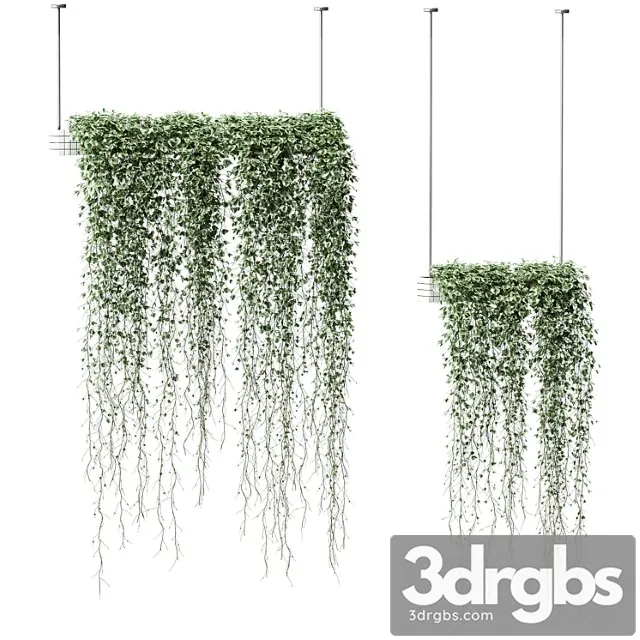 Plants in hanging pots. 2 models