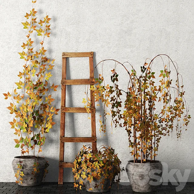 Plants in pots. Autumn. leaves. hanging plants. pot. flowerpot. outdoor 3DSMax File