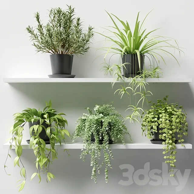 Plants in pots on a shelf 3DS Max Model