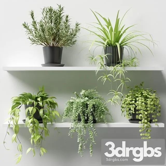 Plants in pots on a shelf