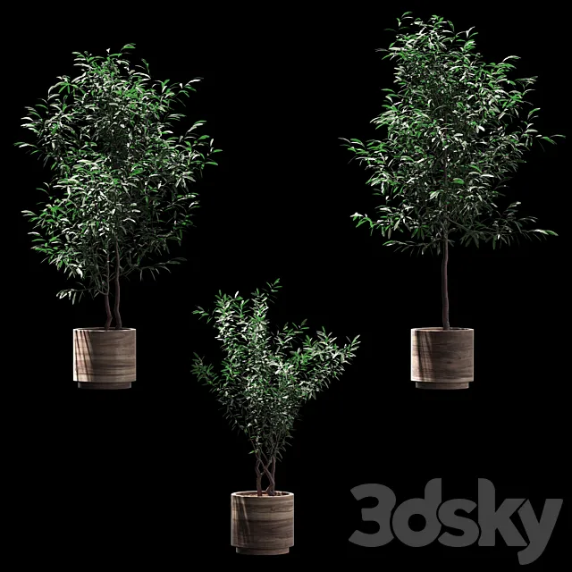 Plants in wooden pots. 3 models 3DSMax File
