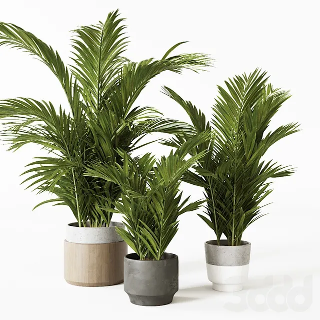 PLANTS – INDOOR – 3D MODELS – 3DS MAX – FREE DOWNLOAD – 16586