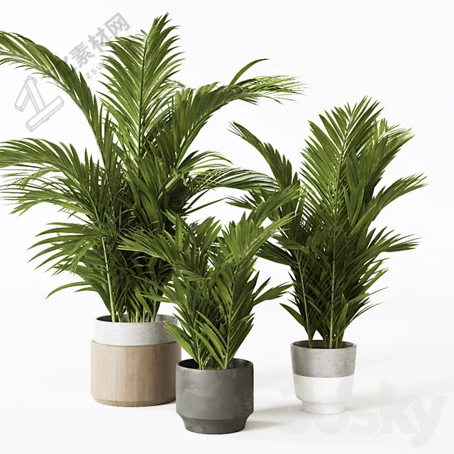 PLANTS – INDOOR – 3D MODELS – 3DS MAX – FREE DOWNLOAD – 16587