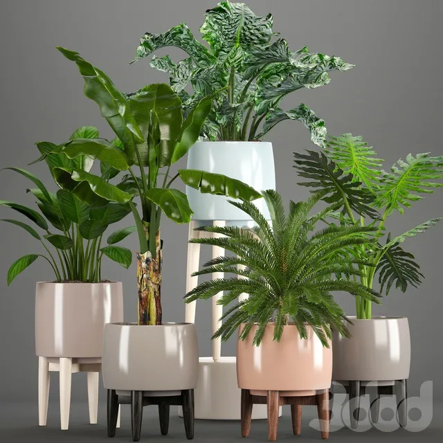 PLANTS – INDOOR – 3D MODELS – 3DS MAX – FREE DOWNLOAD – 16596