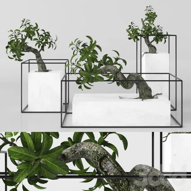 PLANTS – INDOOR – 3D MODELS – 3DS MAX – FREE DOWNLOAD – 16598