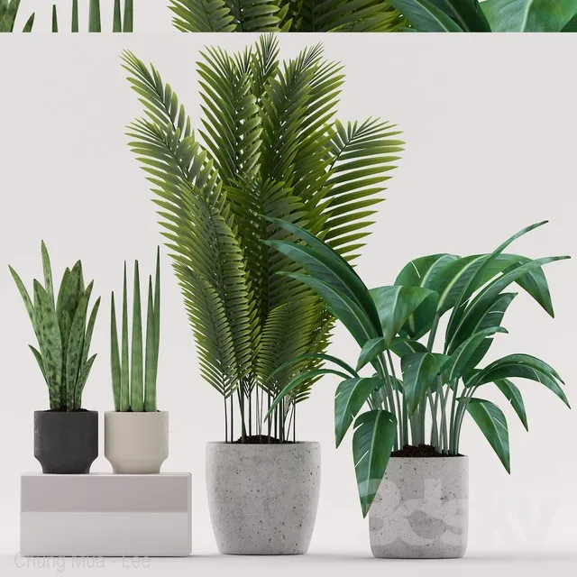 PLANTS – INDOOR – 3D MODELS – 3DS MAX – FREE DOWNLOAD – 16633