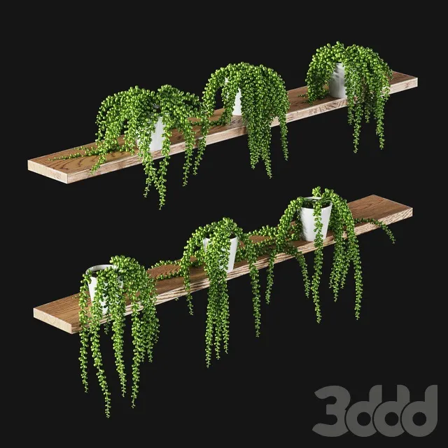 PLANTS – INDOOR – 3D MODELS – 3DS MAX – FREE DOWNLOAD – 16634