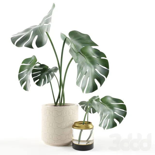 PLANTS – INDOOR – 3D MODELS – 3DS MAX – FREE DOWNLOAD – 16637