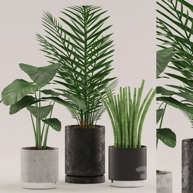 PLANTS – INDOOR – 3D MODELS – 3DS MAX – FREE DOWNLOAD – 16641