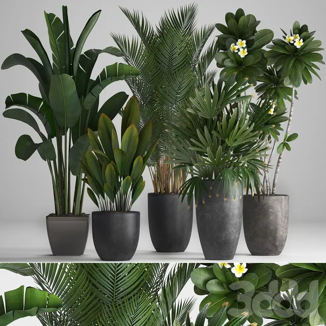 PLANTS – INDOOR – 3D MODELS – 3DS MAX – FREE DOWNLOAD – 16644