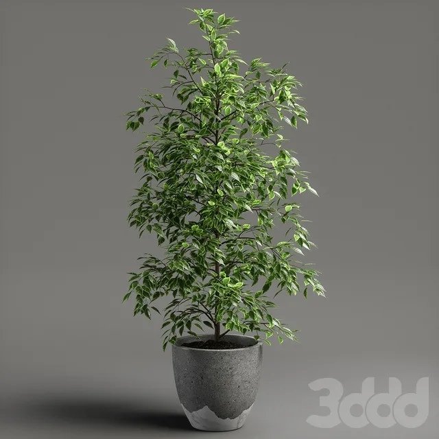 PLANTS – INDOOR – 3D MODELS – 3DS MAX – FREE DOWNLOAD – 16690