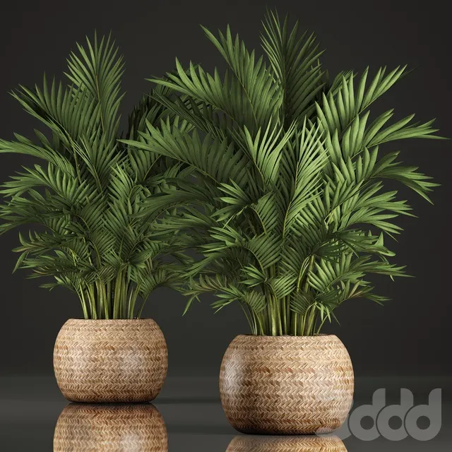 PLANTS – INDOOR – 3D MODELS – 3DS MAX – FREE DOWNLOAD – 16749