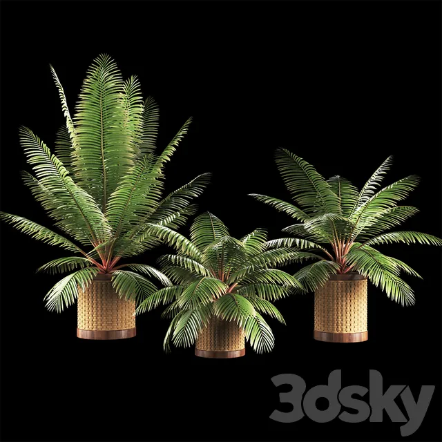 PLANTS – INDOOR – 3D MODELS – 3DS MAX – FREE DOWNLOAD – 16764