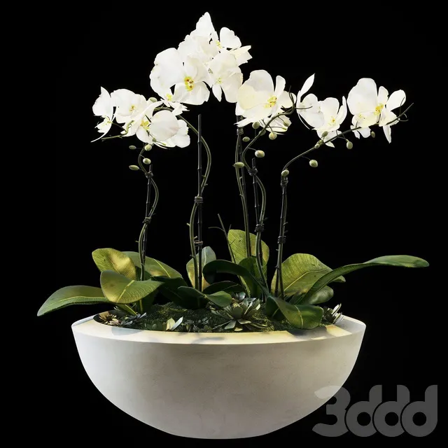 PLANTS – INDOOR – 3D MODELS – 3DS MAX – FREE DOWNLOAD – 16799