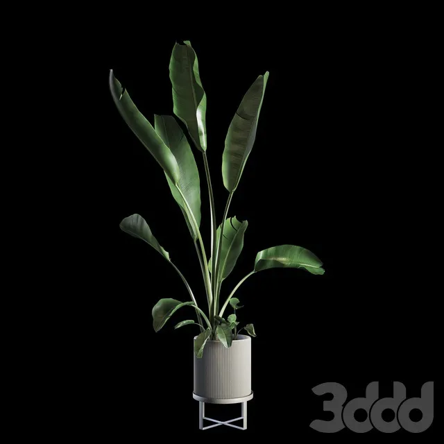 PLANTS – INDOOR – 3D MODELS – 3DS MAX – FREE DOWNLOAD – 16837