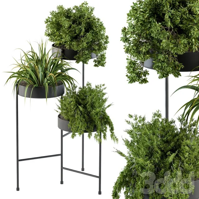 PLANTS – INDOOR – 3D MODELS – 3DS MAX – FREE DOWNLOAD – 16870