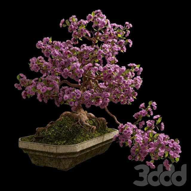 PLANTS – INDOOR – 3D MODELS – 3DS MAX – FREE DOWNLOAD – 16897