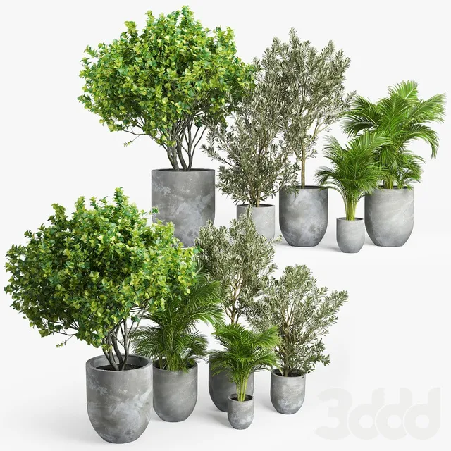 PLANTS – INDOOR – 3D MODELS – 3DS MAX – FREE DOWNLOAD – 16988