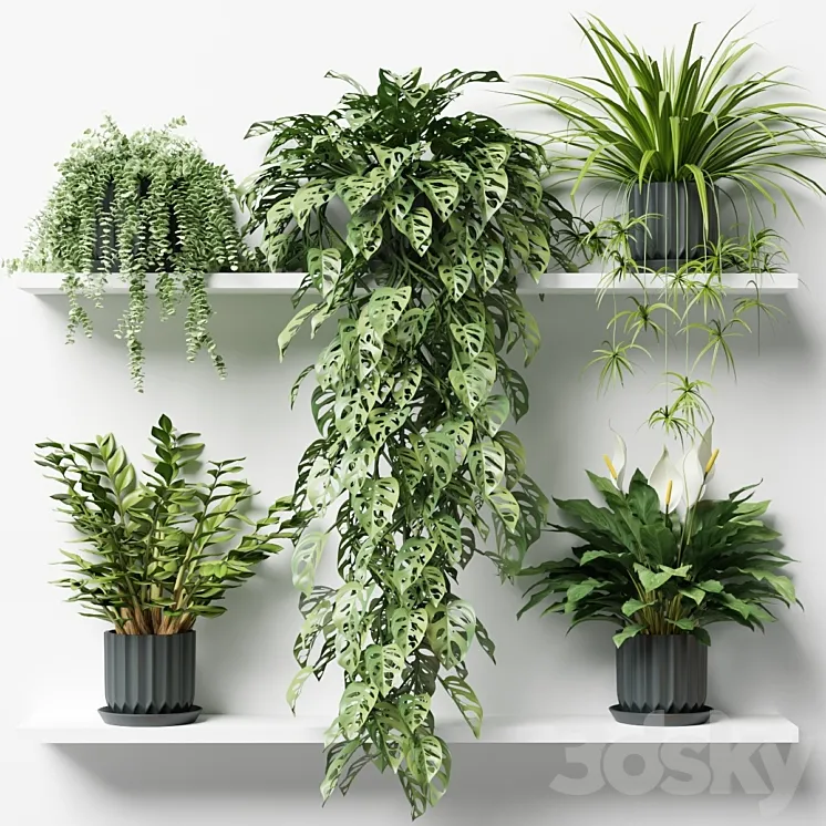 Plants on a shelf in ribbed pots 3DS Max Model