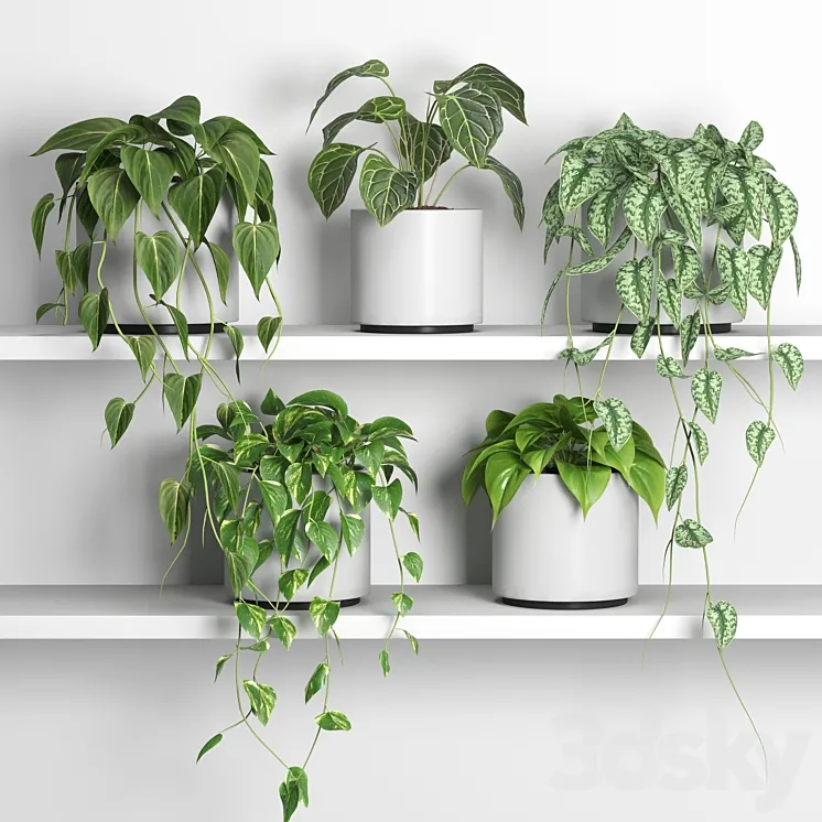 plants on shelf 04 3DS Max Model