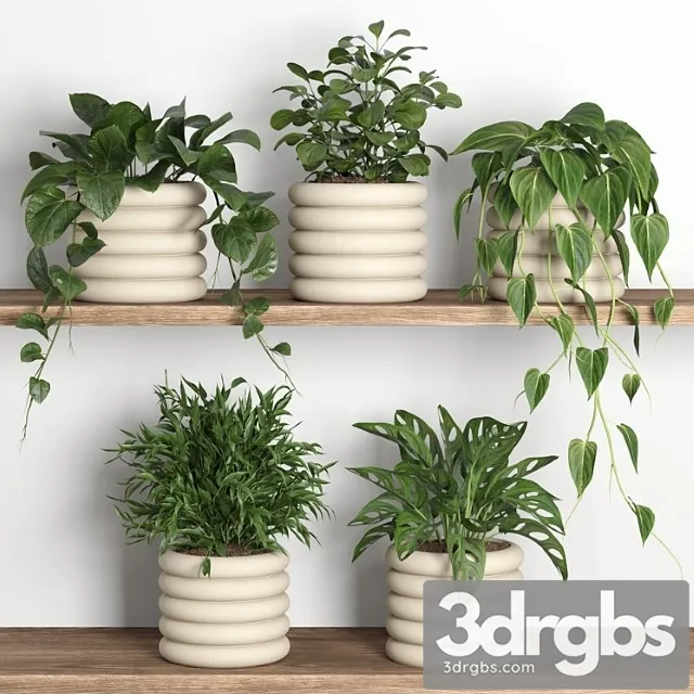 Plants on shelf 06