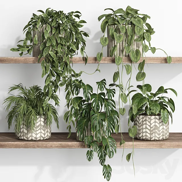 plants on shelf 17 3DS Max Model