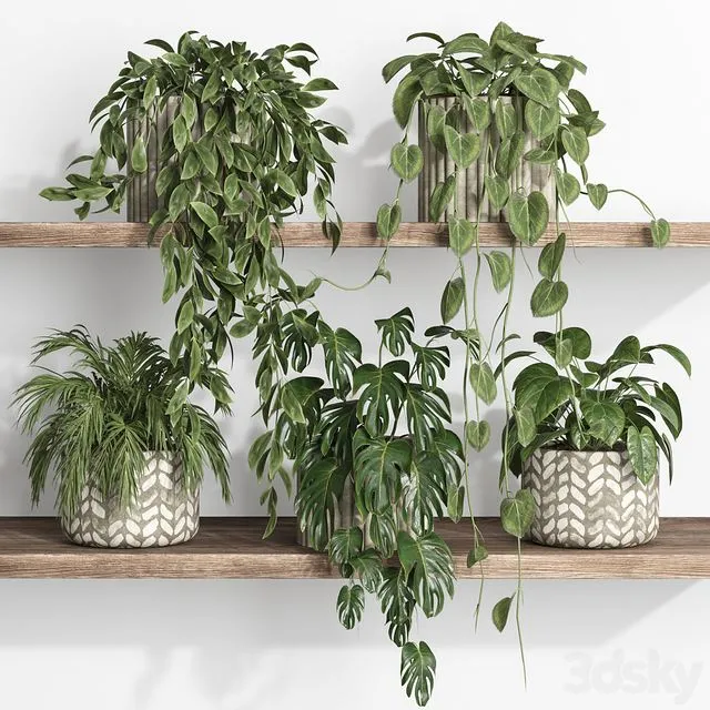 Plants on shelf 17 3dsMax Model
