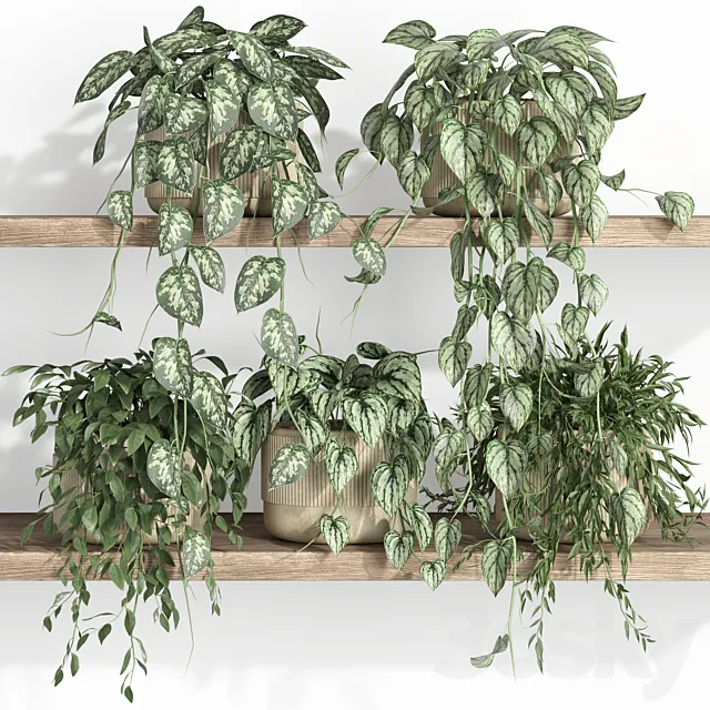 plants on shelf 22 3DS Max Model