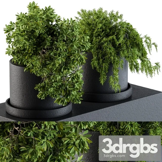 Plants set 47