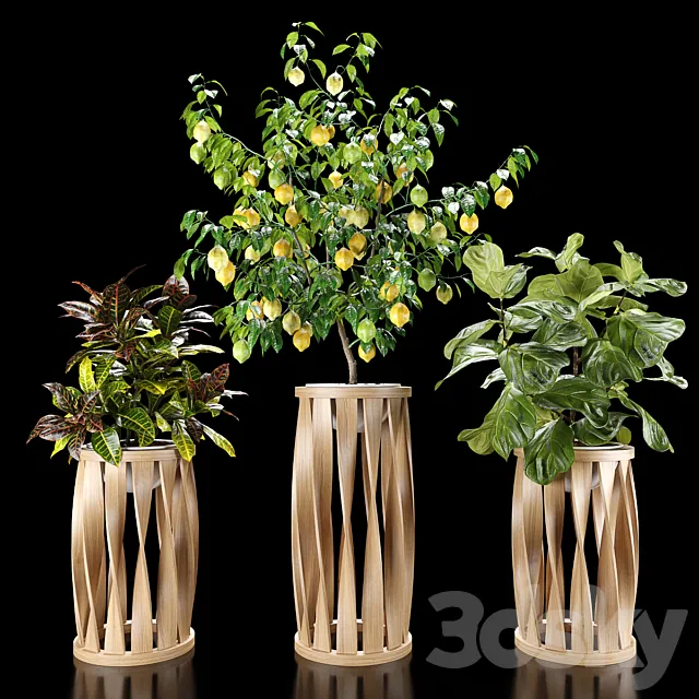 Plants set 5 (Croton Ficus Limon) 3ds Max