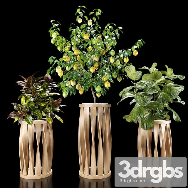 Plants set 5 (croton, ficus, limon)