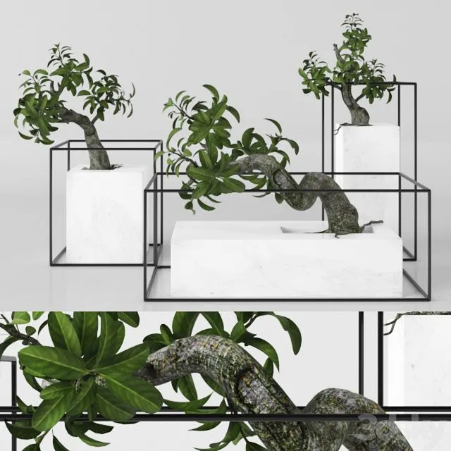 Plants tree 33 bonsai 3dsMax Model