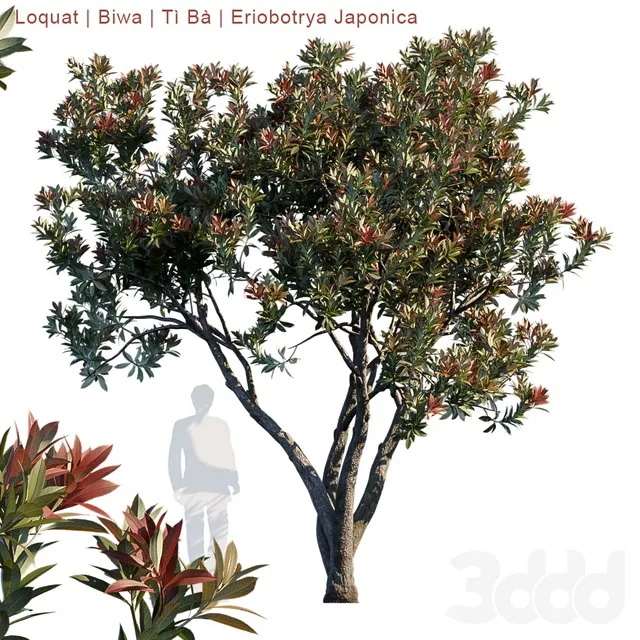 PLANTS – TREE – 3D MODELS – 3DS MAX – FREE DOWNLOAD – 17245