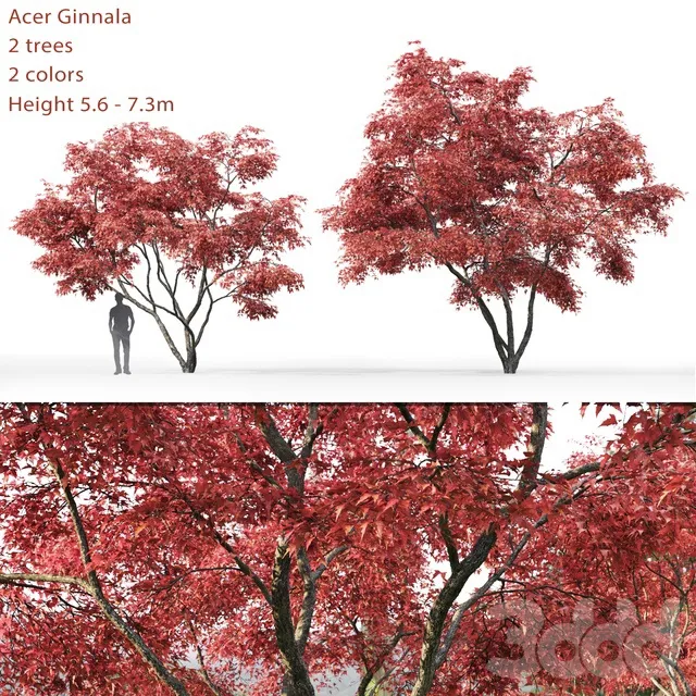 PLANTS – TREE – 3D MODELS – 3DS MAX – FREE DOWNLOAD – 17250