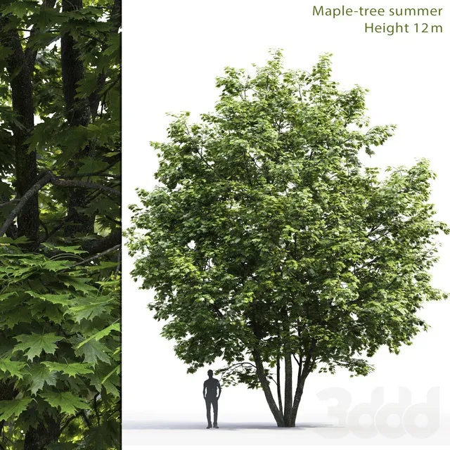 PLANTS – TREE – 3D MODELS – 3DS MAX – FREE DOWNLOAD – 17265
