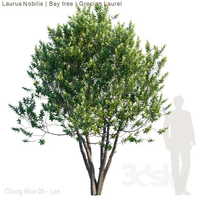 PLANTS – TREE – 3D MODELS – 3DS MAX – FREE DOWNLOAD – 17270