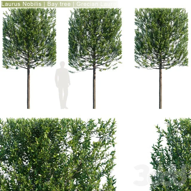 PLANTS – TREE – 3D MODELS – 3DS MAX – FREE DOWNLOAD – 17278