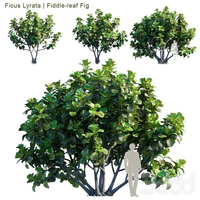 PLANTS – TREE – 3D MODELS – 3DS MAX – FREE DOWNLOAD – 17289