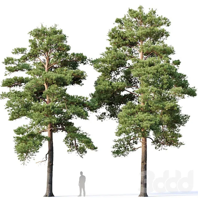 PLANTS – TREE – 3D MODELS – 3DS MAX – FREE DOWNLOAD – 17310