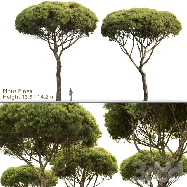 PLANTS – TREE – 3D MODELS – 3DS MAX – FREE DOWNLOAD – 17311