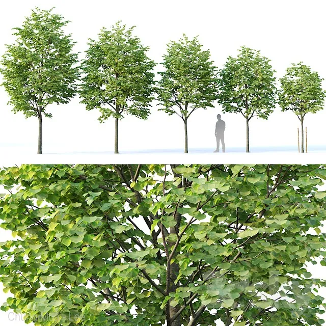 PLANTS – TREE – 3D MODELS – 3DS MAX – FREE DOWNLOAD – 17315