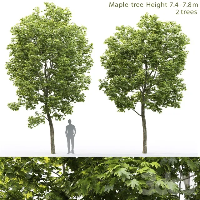 PLANTS – TREE – 3D MODELS – 3DS MAX – FREE DOWNLOAD – 17321