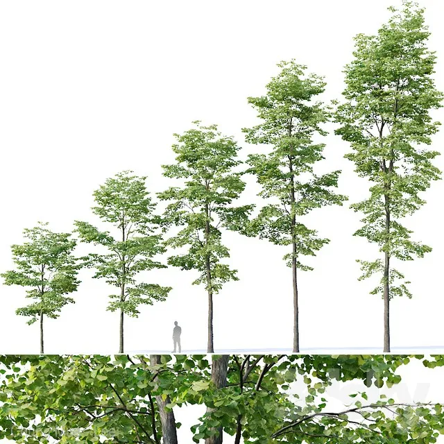PLANTS – TREE – 3D MODELS – 3DS MAX – FREE DOWNLOAD – 17326