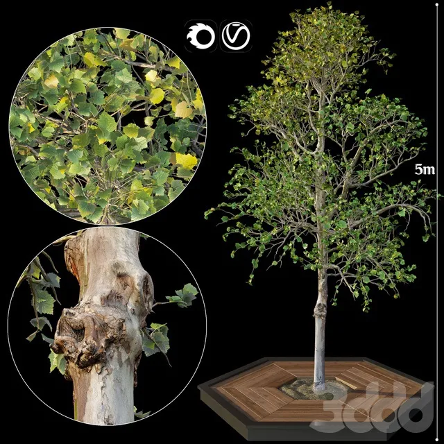 PLANTS – TREE – 3D MODELS – 3DS MAX – FREE DOWNLOAD – 17339