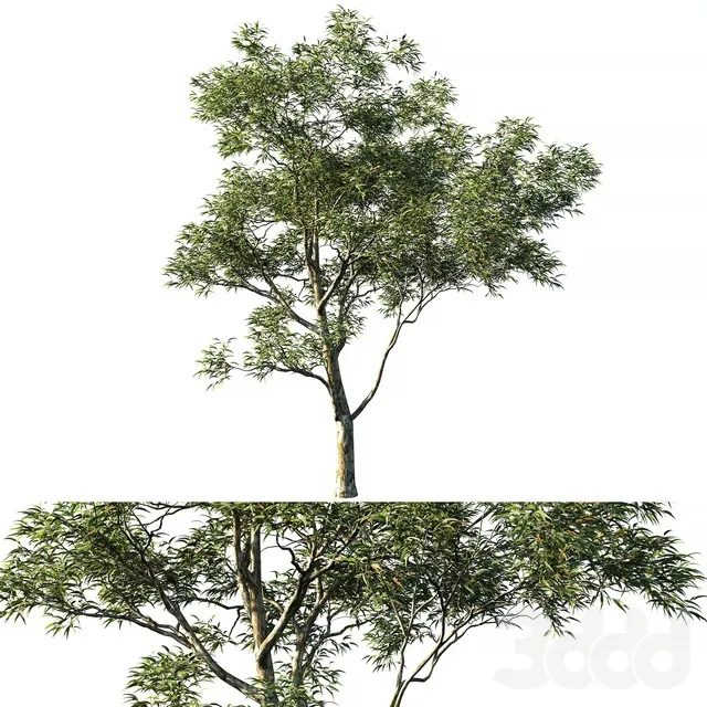PLANTS – TREE – 3D MODELS – 3DS MAX – FREE DOWNLOAD – 17373